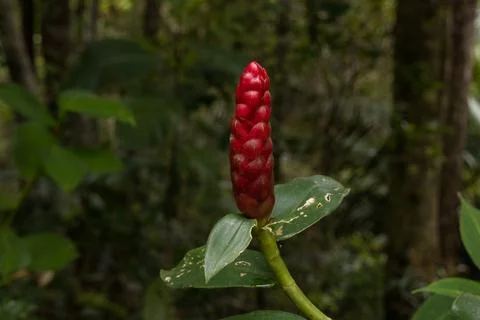 Red Torch Ginger Flower Close-Up, Penang Hill, Malaysia Stock Photos