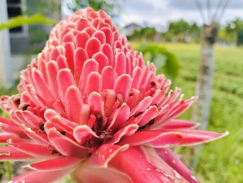 Red Torch Ginger Flower Macro Tropical Exotic Bloom Close Up Foto stock