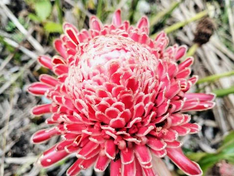 Red Torch Ginger Flower Macro Tropical Exotic Bloom Close Up Foto stock