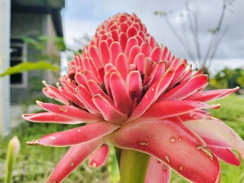 Red Torch Ginger Flower Macro Tropical Exotic Bloom Close Up Foto stock