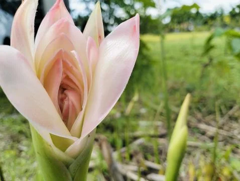 Red Torch Ginger Flower Macro Tropical Exotic Bloom Close Up 스톡 사진