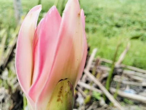 Red Torch Ginger Flower Macro Tropical Exotic Bloom Close Up Foto stock