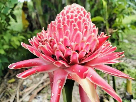 Red Torch Ginger Flower Macro Tropical Exotic Bloom Close Up Foto stock
