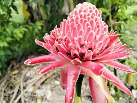 Red Torch Ginger Flower Macro Tropical Exotic Bloom Close Up Foto stock