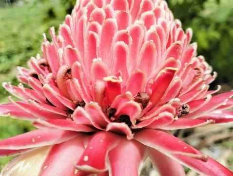 Red Torch Ginger Flower Macro Tropical Exotic Bloom Close Up Foto stock