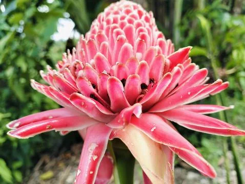 Red Torch Ginger Flower Macro Tropical Exotic Bloom Close Up Foto stock