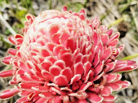 Red Torch Ginger Flower Macro Tropical Exotic Bloom Close Up 스톡 사진