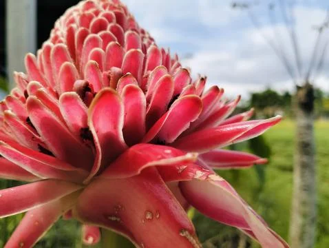 Red Torch Ginger Flower Macro Tropical Exotic Bloom Close Up 스톡 사진