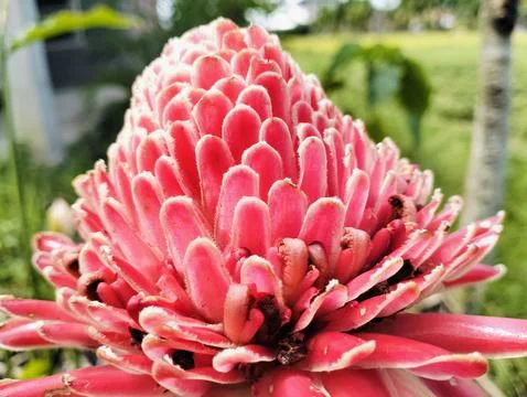 Red Torch Ginger Flower Macro Tropical Exotic Bloom Close Up Foto stock