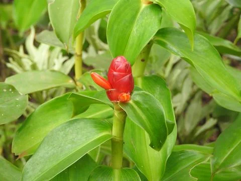 Red Torch Ginger flower Stock Photos