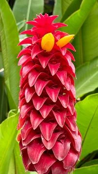Red Torch Ginger Flower Spike in Tropical Foliage Stock Photos