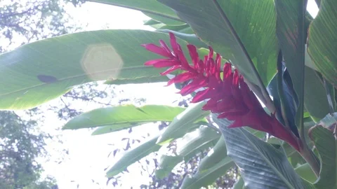 Red torch ginger Stock Footage 104783192