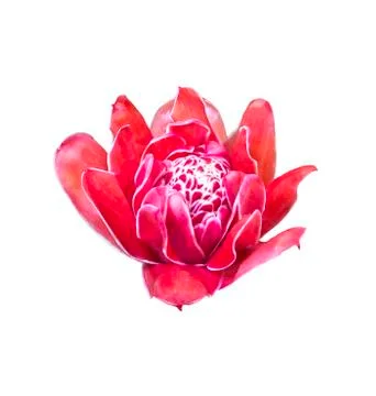 Red torch ginger Stock Photos