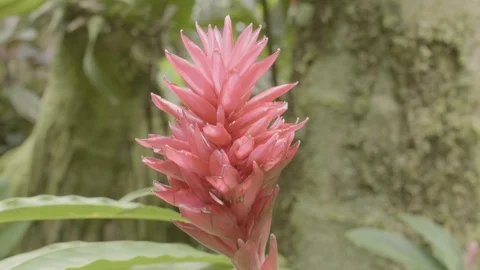 Red Torch Ginger reveal Stock Footage 123370526