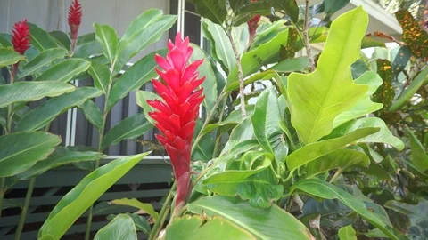 Red torch gingers Stock Footage 104780514