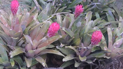 Red torch gingers Stock Footage 104783275