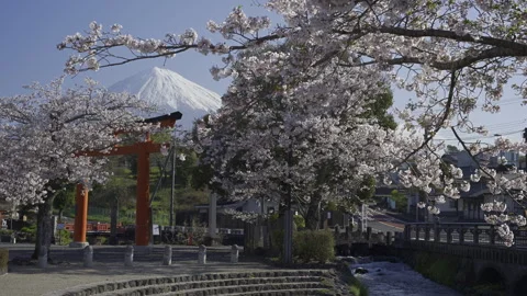 Red Torii Gate and Cherry Blossoms Beneath Mount Fuji in Fujinomiya Vídeos de archivo 348256761