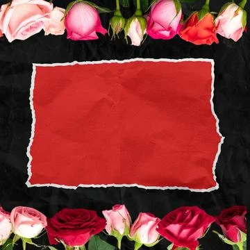Red Torn Paper Rectangle for Copy Space Framed by Pink and Red Roses on Black Ba Stock Photos