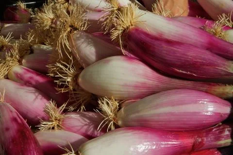 Red torpedo onions Stock Photos