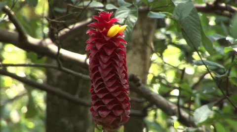 Red Tower Ginger Stock-Footage 32202842