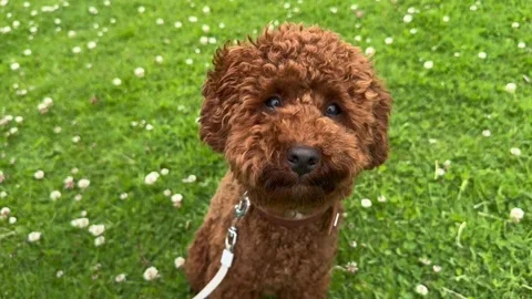 Red toy poodle sitting on green grass, slow motion. Cute dog resting outside Stock Footage 245918341