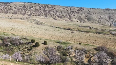 Red tractor is cultivating mountain soil to young vinegrape gardens Springtime Stock Footage 110242909