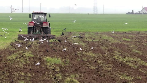 A red tractor with a cultivator mixes a layer of fertilizer with the top layer Vidéo 131372912