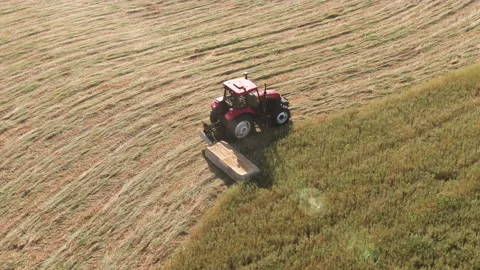 Red tractor cuts down ripe oats in a field near sunset. Becoming Golden Hay 스톡 동영상 143126915
