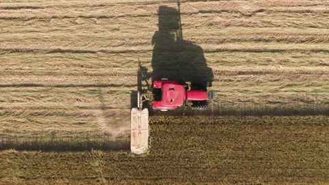 Red tractor cuts down ripe oats in a field near sunset. Becoming Golden Hay 스톡 동영상 143126927
