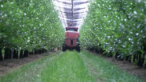 Red tractor is driving deeper into the aisle between apple trees at the orchard Video stock 138423381