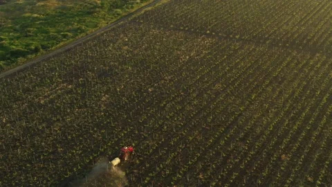 Red tractor driving through the vineyard and spraying it. Irrigation process. Stock Footage 165164973