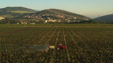 Red tractor driving through the vineyard and spraying it. Irrigation process. Stock Footage 165164983
