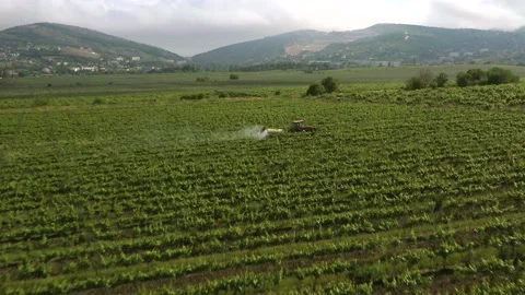 Red tractor driving through the vineyard and spraying it. Irrigation process. Stock Footage 165282856