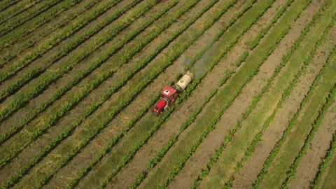 Red tractor driving through the vineyard and spraying it. Irrigation process. Stock Footage 165282885