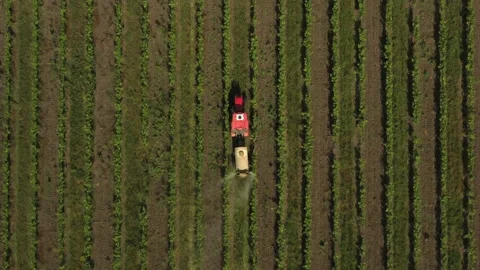 Red tractor driving through the vineyard and spraying it. Irrigation process. Stock Footage 165282981