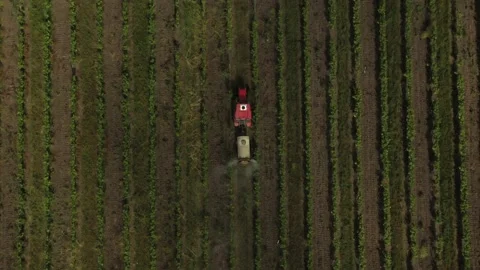 Red tractor driving through the vineyard and spraying it. Irrigation process. Stock Footage 165283034