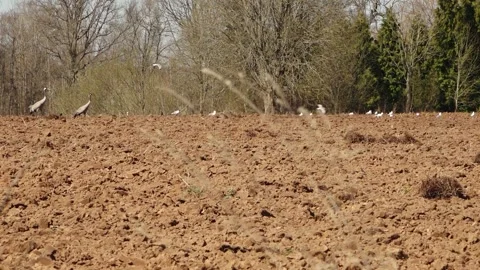 Red tractor plowing a rough farm field while white storks forage in the soil Stock Footage 334943841