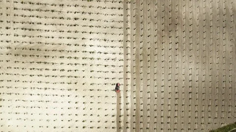 A red tractor plows a plow of dry land around green trees. The farmer works Stock Footage 89854790