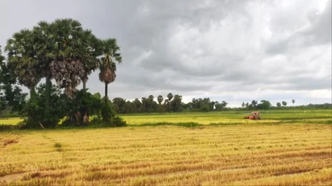 Red Tractor Working In Rice Field With Palm Trees Under Cloudy Sky 4K Stock Footage 346725351