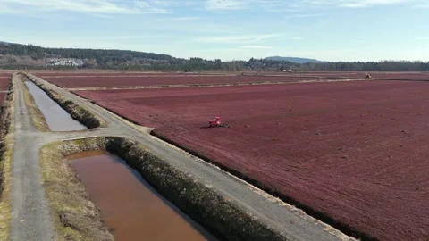A Red Tractor Works Across the Expansive Cranberry Fields Divided by Irrigation Stock Footage 333517041