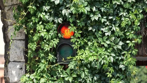 Red traffic light glowing through dense green ivy on an old stone wall outd.. Stock Footage 339372801