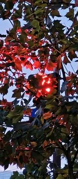 Red Traffic Light Through the Leaves at Night Stock Photos