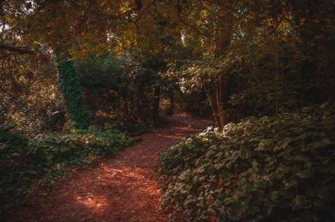 Red trail inside the forest of Villa Gesell Stock Photos