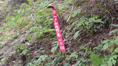 Red Trail Marker Ribbon Tied to Bush on Lushan Forest Course Stock Footage 346718341