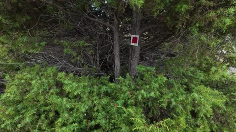 Red Trail Marker on Tree Guiding Hikers Through Dense Forest Vídeo Stock 327560379