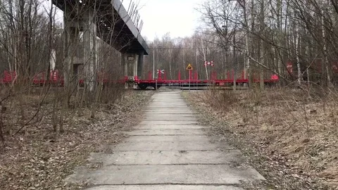 Red train crossing forest path. Video stock 84307606