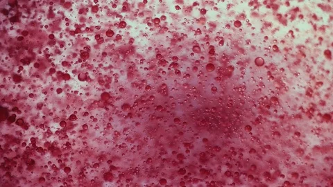 Red Transparent Micro Cells Stock Footage 84102319