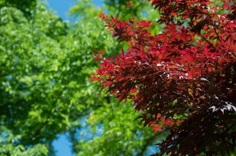 Red tree and green tree scenery Stock Photos