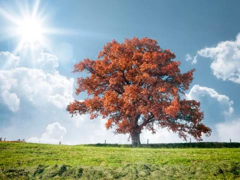 Red tree and meadow Stock Photos