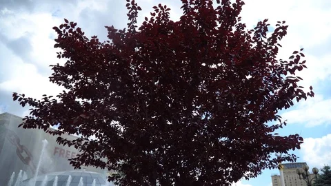 Red tree and strong wind good for meditation Stock Footage 90186788